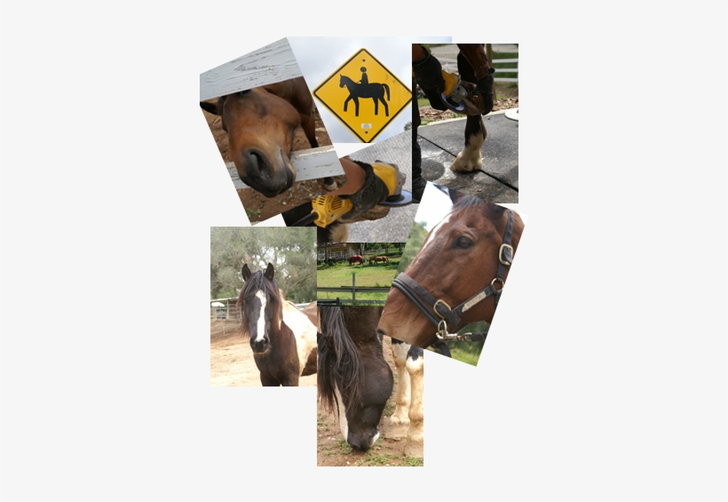 Horses - Horse, transparent png