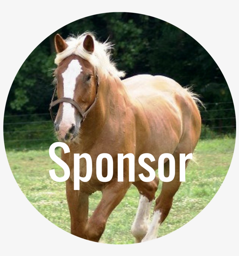 Donate Now, transparent png
