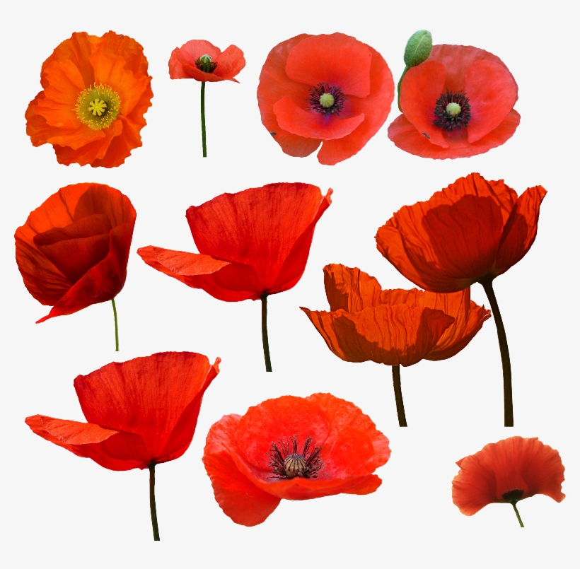 Amapolas Watercolor Poppy Drawing And Draw - Amapolas Png, transparent png