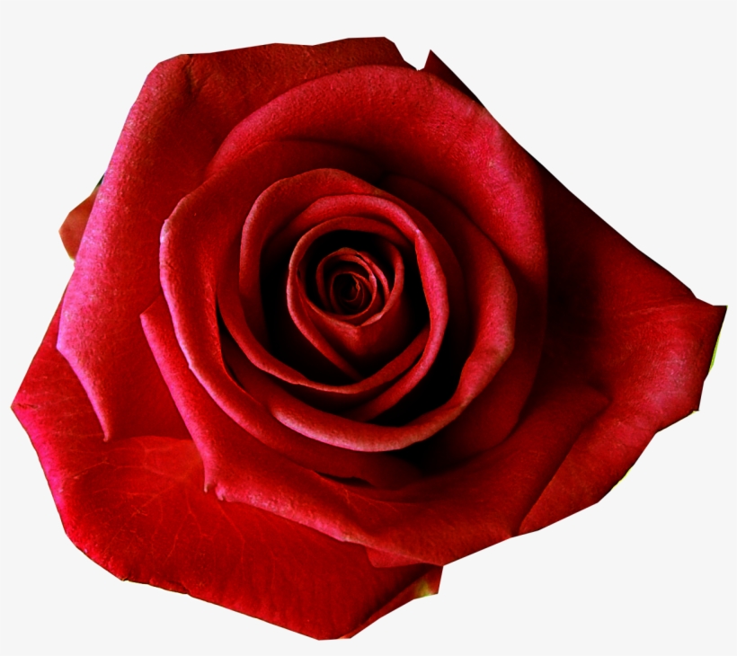 Red Flower Clipart Flower Transparent Background - Transparent Background Red Rose, transparent png