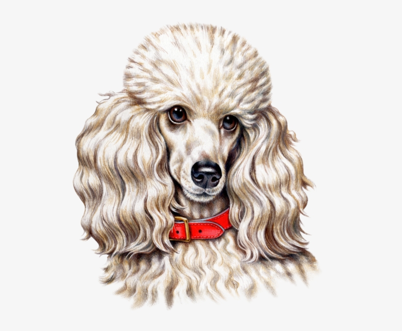 Dog Fabric, Poodle Fabric, Custom Print Fabric - Dog, transparent png