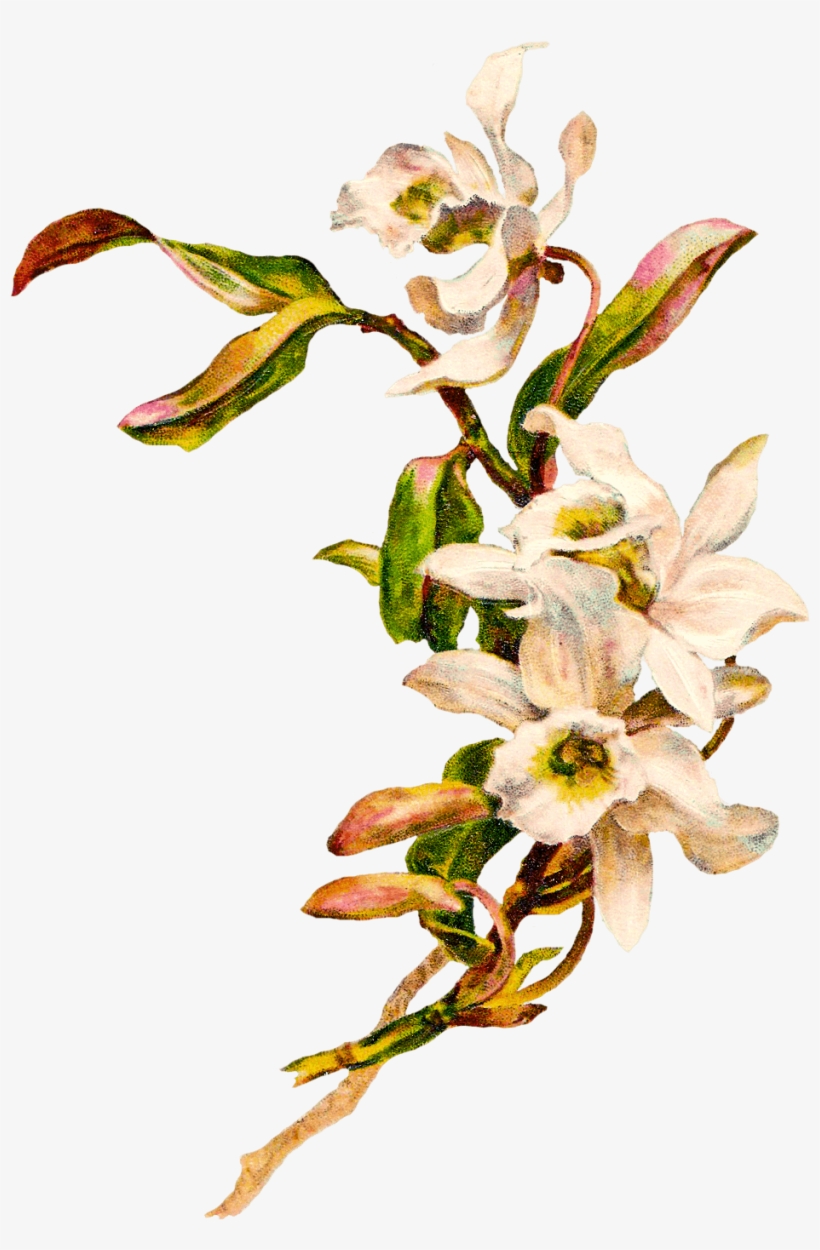 Victorian Flowers Cliparts - White Flower Vintage Png, transparent png