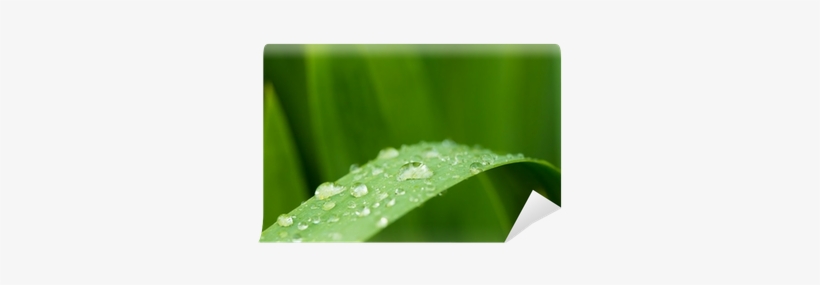 Macro Photography, transparent png
