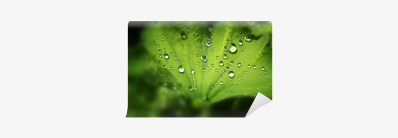 Drop, transparent png