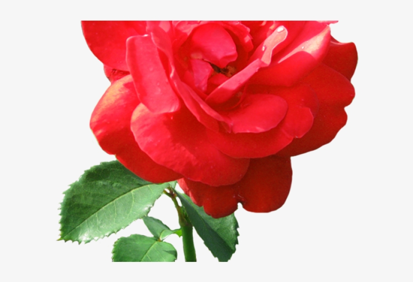 Dew Drop Clipart Transparent - Rose Clip Art, transparent png