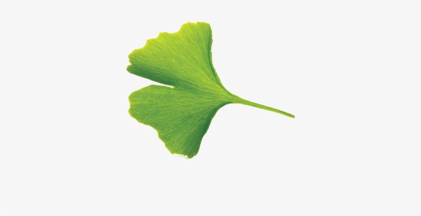 Ginkgo Png, transparent png