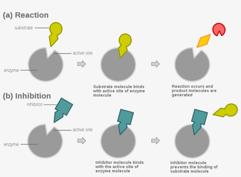Competitive Inhibition, transparent png