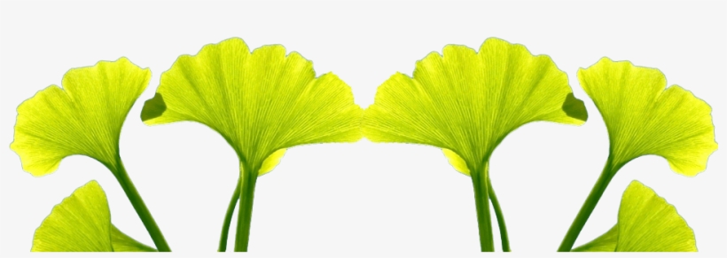 Gingko Biloba And Celastrus - Celastrus, transparent png