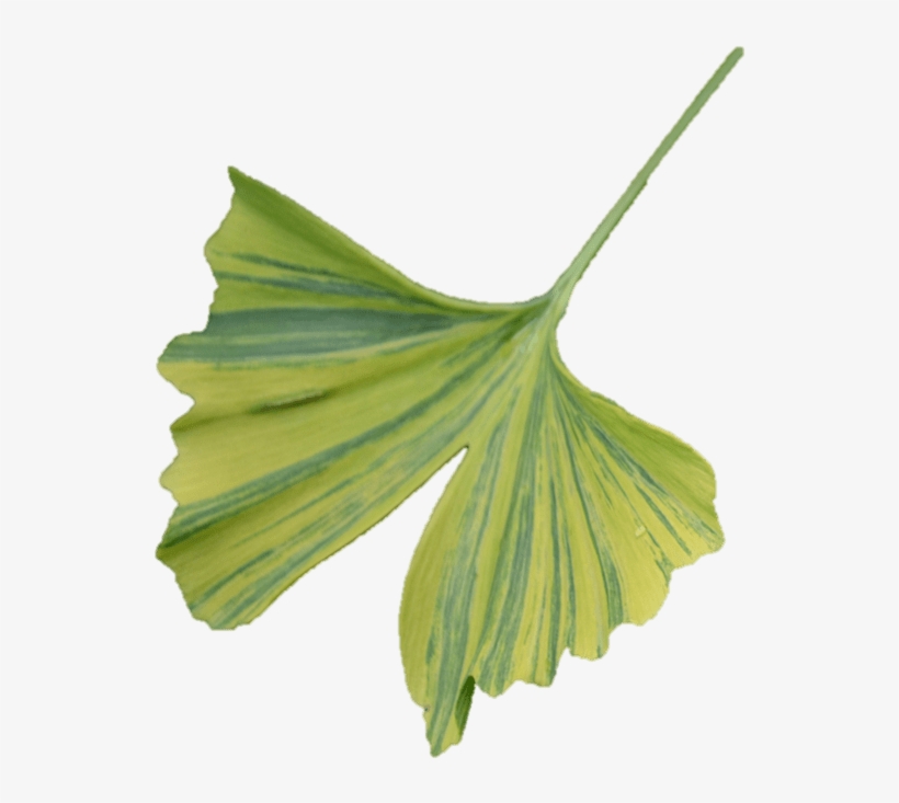 Ginkgo - Maidenhair Tree, transparent png