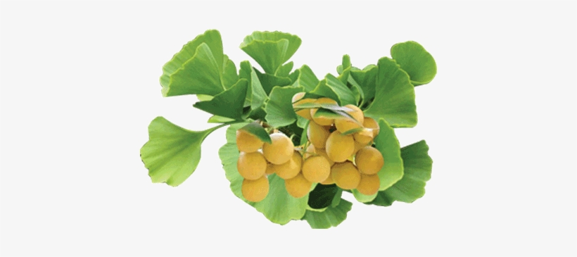 Discover More - Sd0520 Ginkgo Biloba Fruit Seeds, Rare Gingko Seeds,, transparent png
