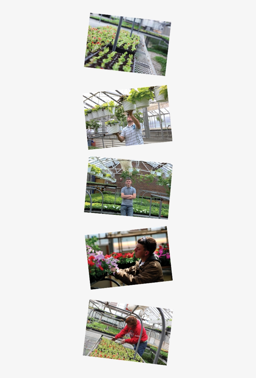 Websiteimage - Sweet Pea, transparent png