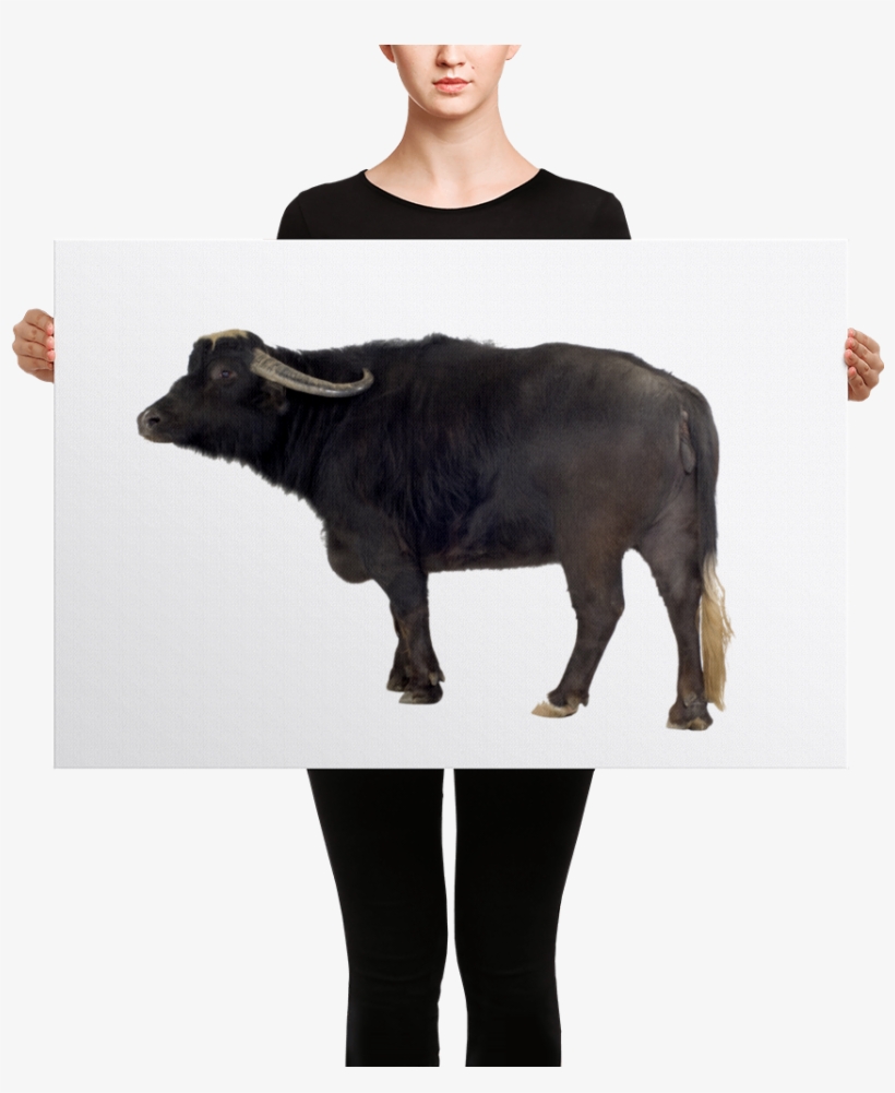 Water-buffalo Canvas - Black Mask Red Pied French Bulldog Canvas, transparent png