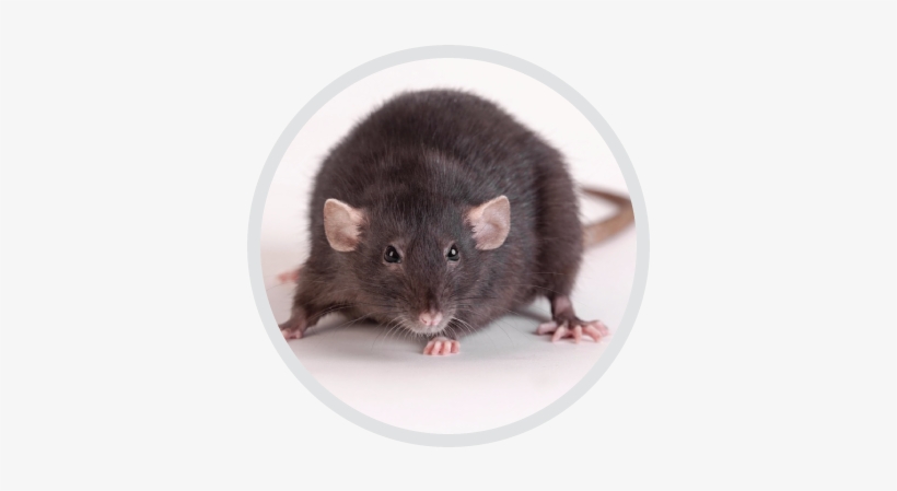 Rid Your Home Of Rats - Rat, transparent png