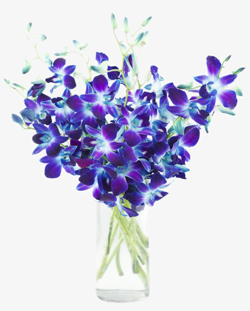 Copo De Leite, Hortênsia, Hibisco, Rosa, Margarida - Blue Dendrobium Orchids, transparent png