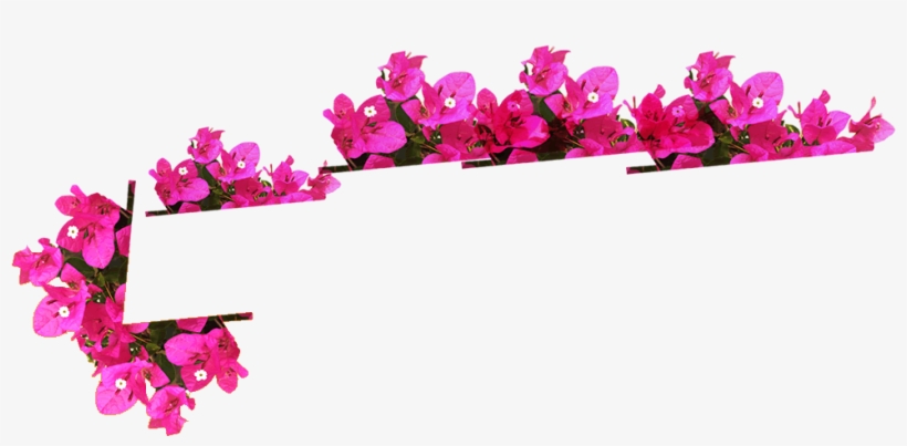 Faça Contato - Flores Trepadeiras Em Png, transparent png