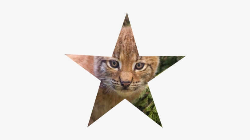 Barnstar Of Kindness - Cats &amp; Kittens Notebook : Gifts / Presents, transparent png