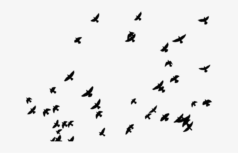 Report Abuse - Flock Of Pigeon Silhouette, transparent png