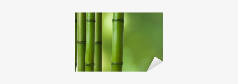 Bamboo, transparent png