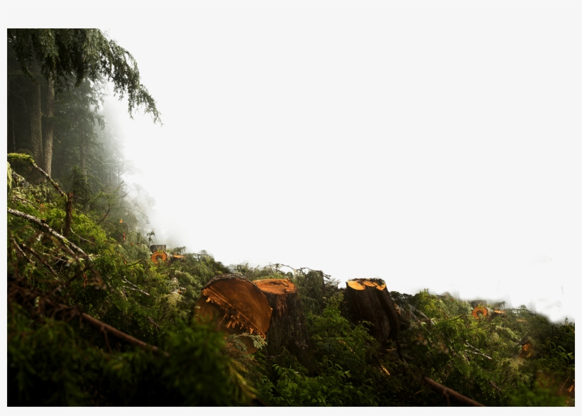 Any Timber, Any Terrain - Jungle Overlay Png, transparent png