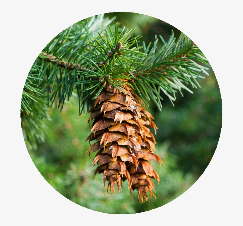 Douglas Fir Eo Circle Image - Pseudotsuga Menziesii, transparent png