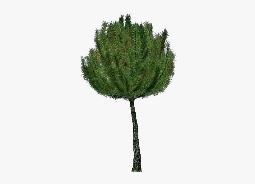 3d Trees - Mountain Pine - Pond Pine, transparent png
