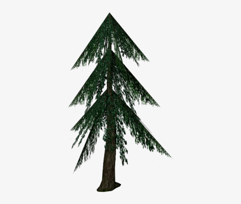 Fir - Wiki, transparent png
