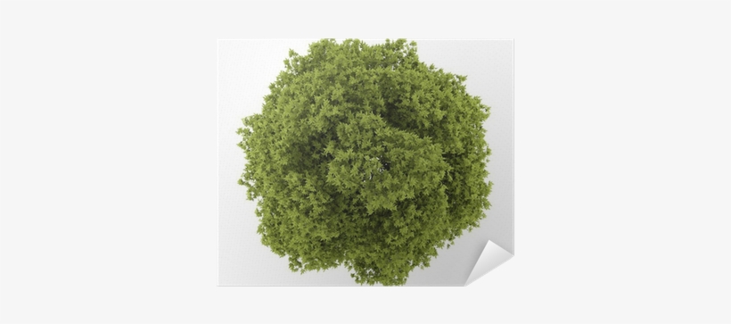 Top View Of White Ash Tree Isolated On White Background - Top View Tree, transparent png