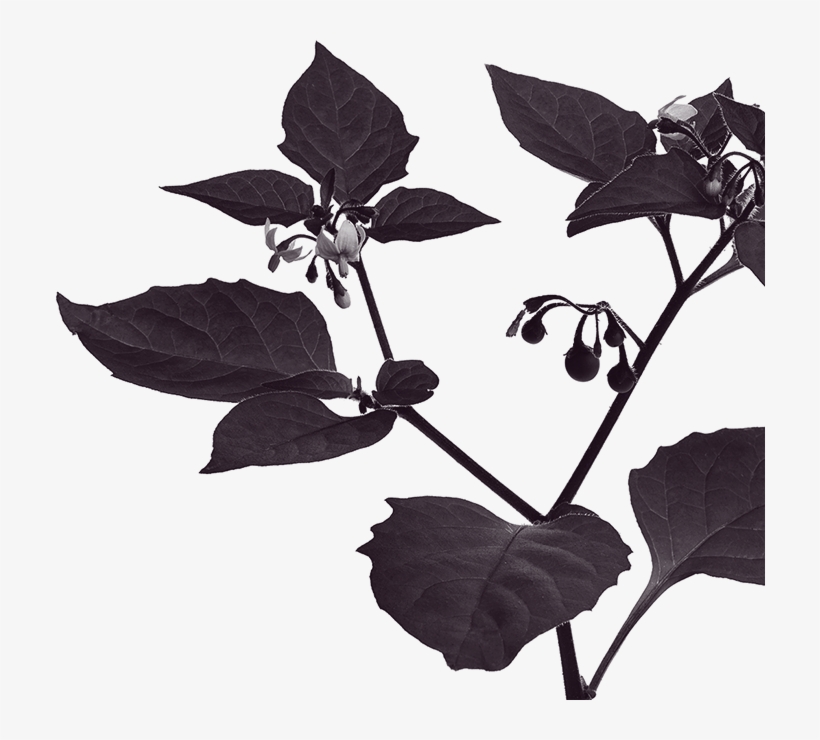 Marketing Your Haunted Attraction Can Be Brutal - Solanum Nigrum, transparent png
