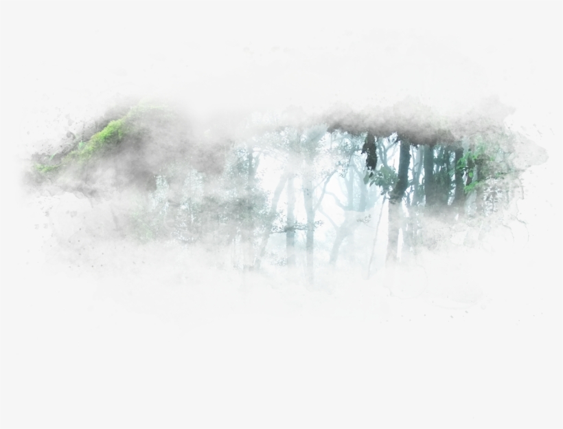 Tropical Rainforest, transparent png