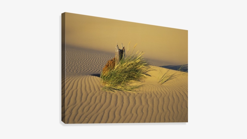 Wind Makes Ripples In The Sand - Supplier Generic Wind Makes Ripples In The Sand Lakeside, transparent png