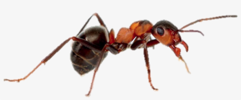 Leaf Cutter Ant Majors, transparent png