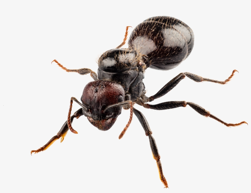 Fondos De Pantalla Id - Doff - Ant Killer 300g, transparent png