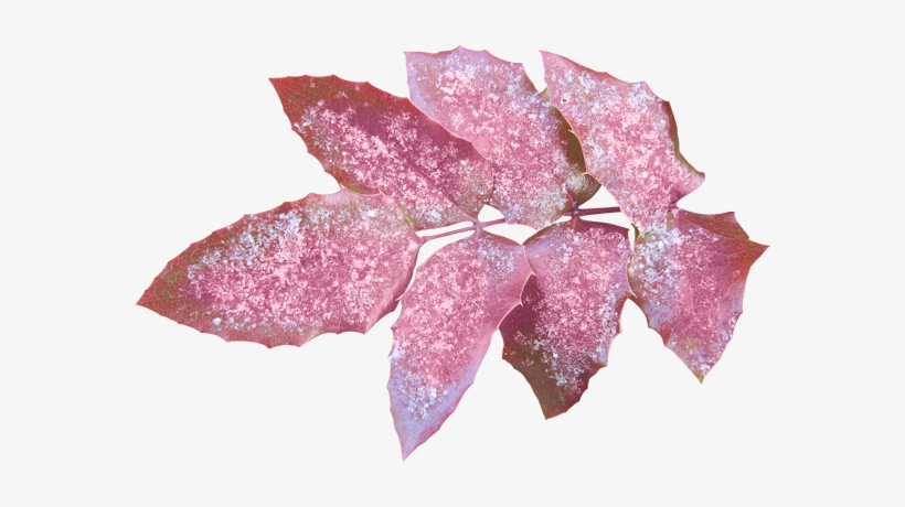 Leaves, Png - Blog, transparent png