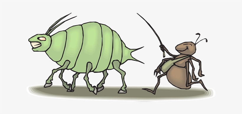 Son Las Hormigas Tan Trabajadoras - Aphid, transparent png