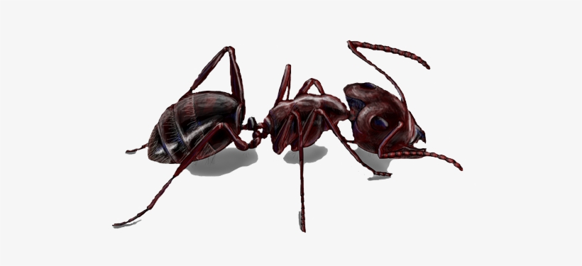 Texturas/graph "); //implementamos El Escenario Hormiga - Carpenter Ants, transparent png