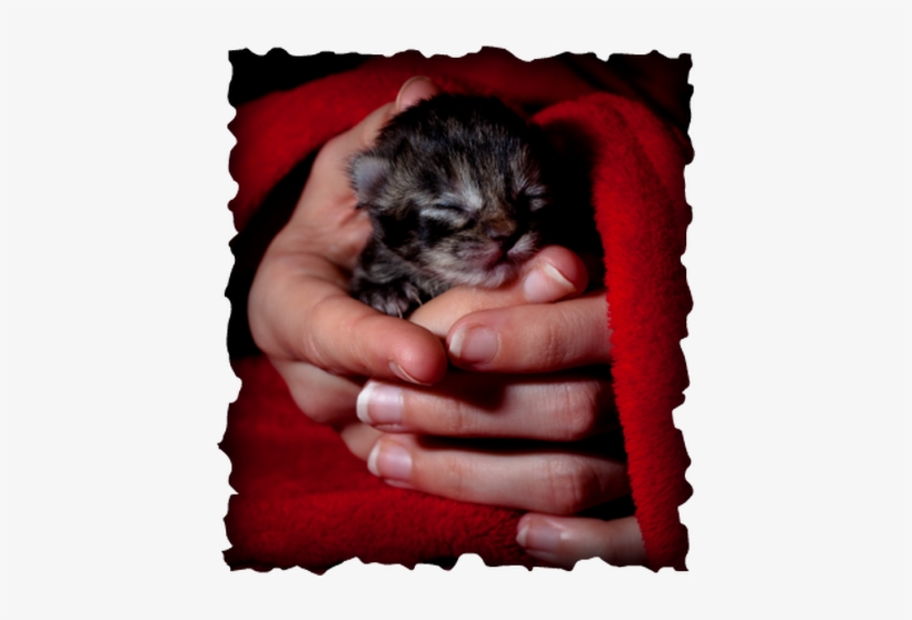 Kitten, transparent png