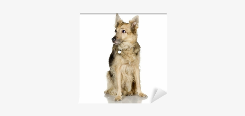 German Shepherd / Alsatian, Police Dog Wall Mural • - Bellen - Agamemnon Herausgegeben Von Maverick, transparent png