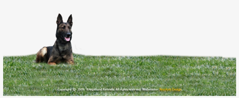 Old German Shepherd Dog, transparent png