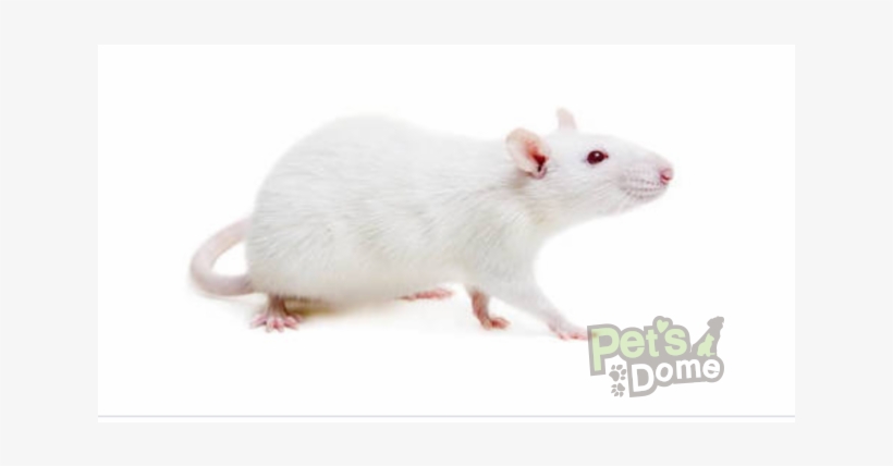 White Rats - 1/1 - White Mouse, transparent png
