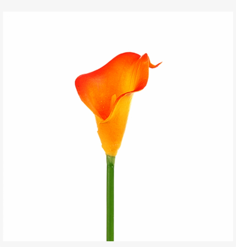 Pc Frenchbaguette - Baguette, transparent png