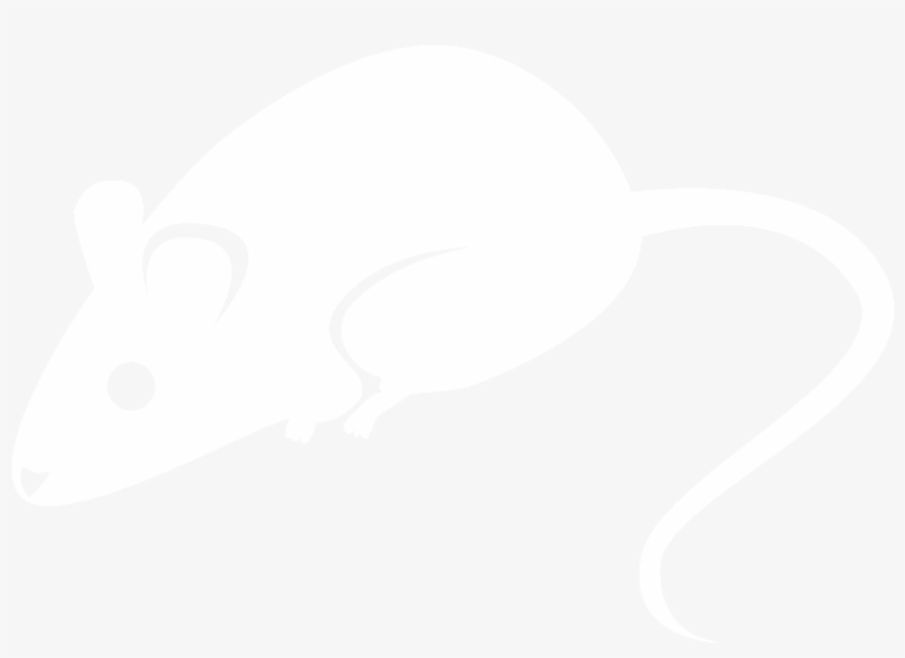 All About Birds, transparent png