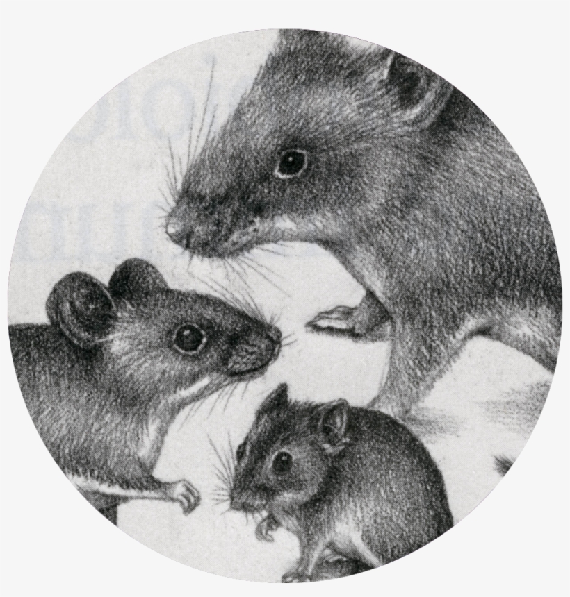 Acknowledgements - Marsh Rice Rat, transparent png