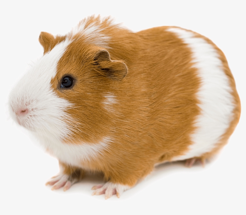 Bigstock Red And White Guinea Pig Isola - El Conejillo De Indias, transparent png