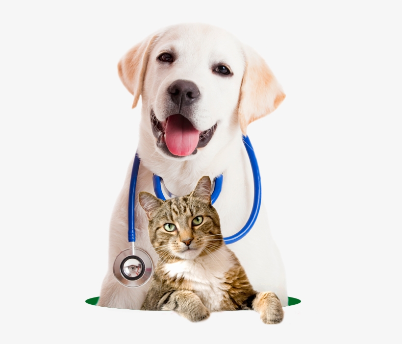635744 - Vets Animals, transparent png