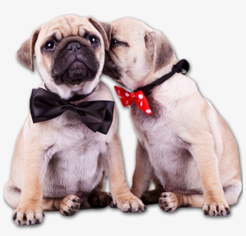 Pug Puppies, transparent png