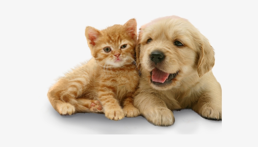 Temos Tudo Para Seu Bichinho - Golden Retriever Puppy And Orange Kitten, transparent png