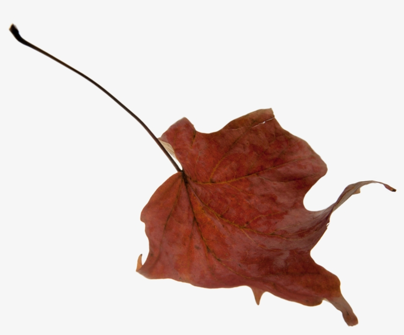 Macro Photography, transparent png