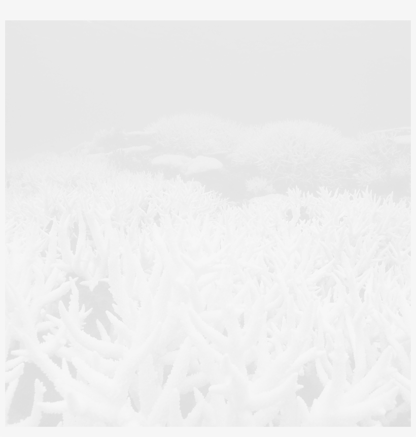 Besbswy - - Snow, transparent png