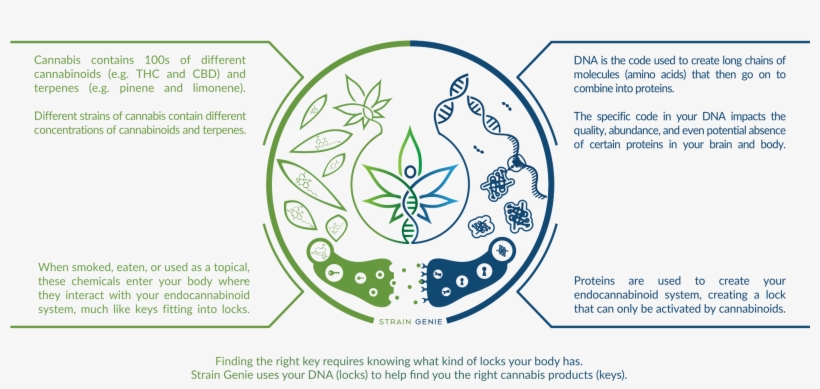 “it Is Far More Important To Know What Person The Disease - Diagram, transparent png