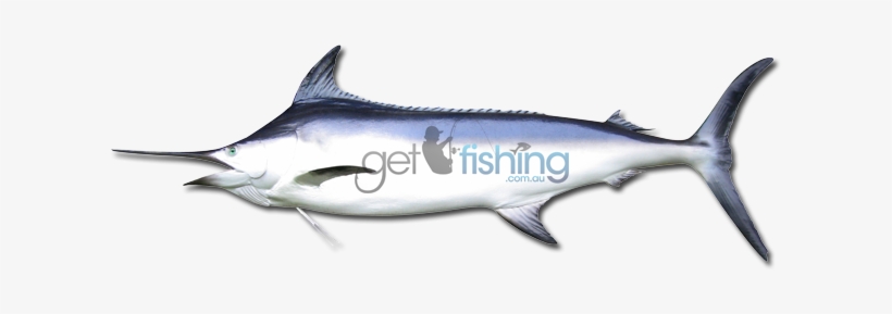 Black Marlin - Swordfish, transparent png